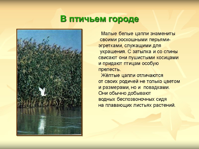 В птичьем городе   Малые белые цапли знамениты  своими роскошными перьями- 